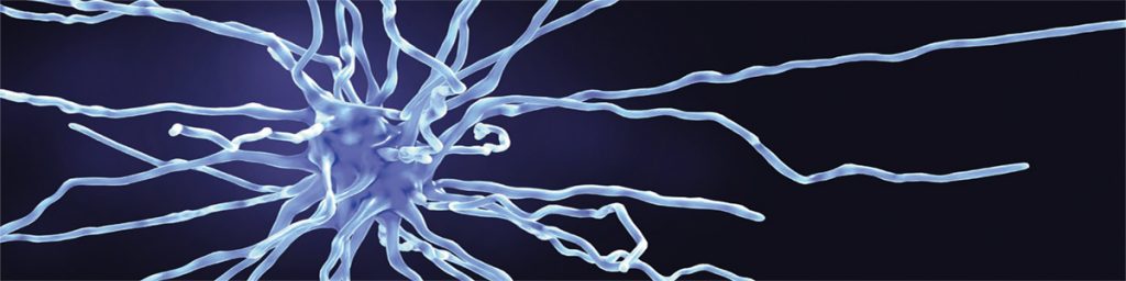 Kan gamla oligodendrocyter reparera hjärnskador vid multipel skleros?