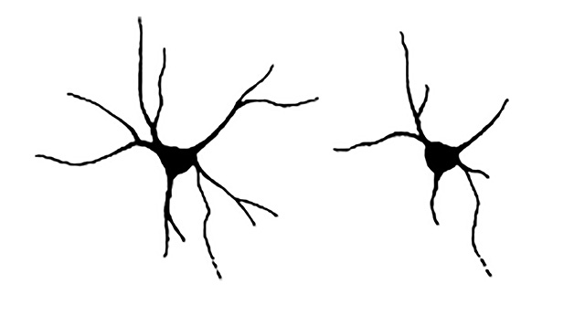 Mutationer i neurochondringenen kopplas till epilepsi
