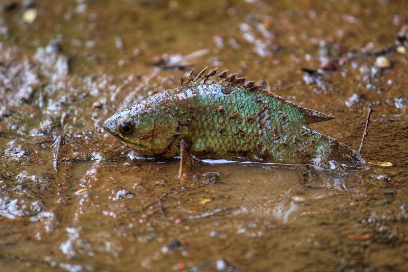 Snabbstängande ventiler låter fiskarna lätta på trycket i cellerna