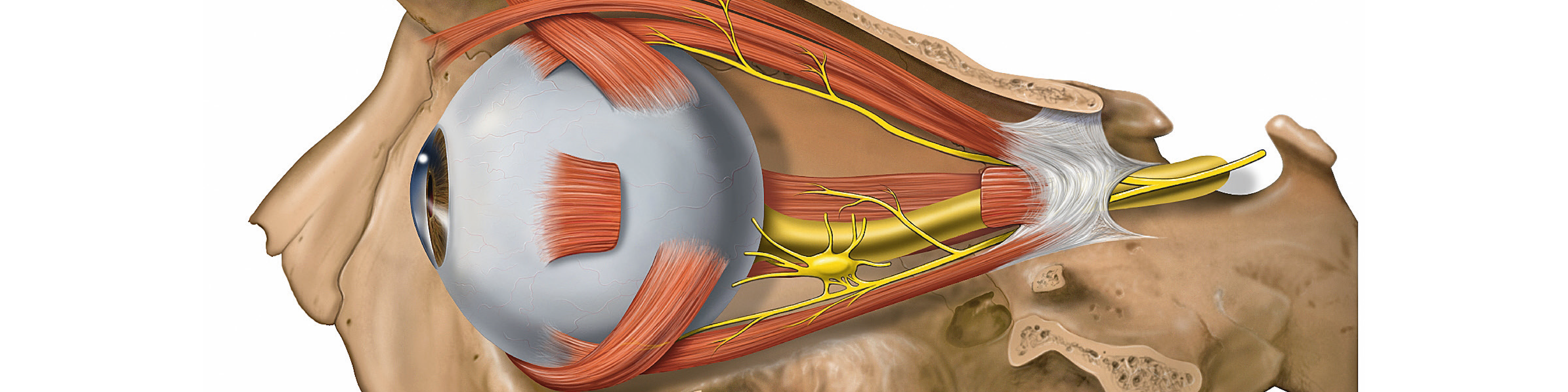 Ögonmusklernas motståndskraft vid ALS