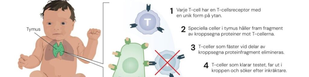 Nobelpris för upptäckter som avslöjar immunförsvarets kontrollsystem