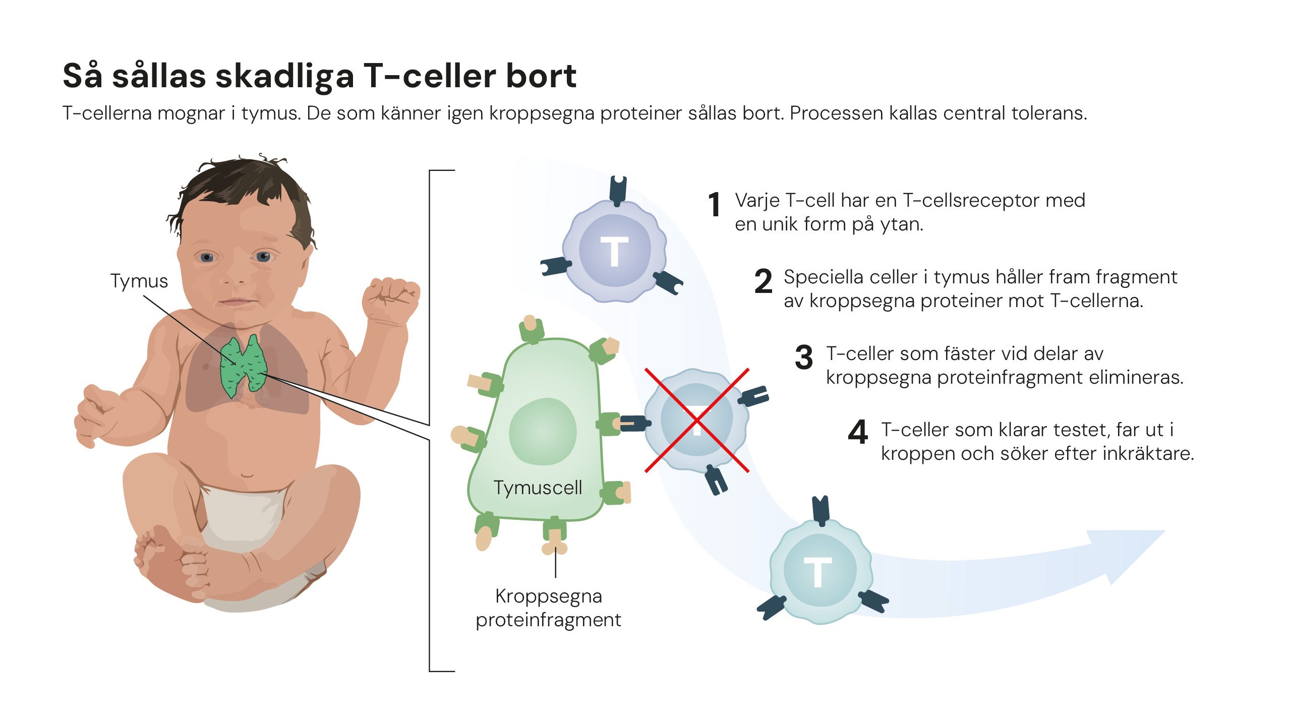 Nobelpris för upptäckter som avslöjar immunförsvarets kontrollsystem